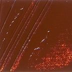 ზეთის საღებავი 200მლ XL FINE OIL 200 ML BURNT SIENNA (Pebeo)